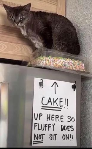 cake-cat