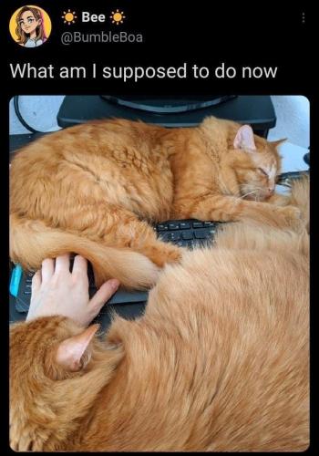 bee-bumbleboa-am-supposed-do-now