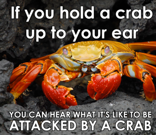 hold a crab to your ear