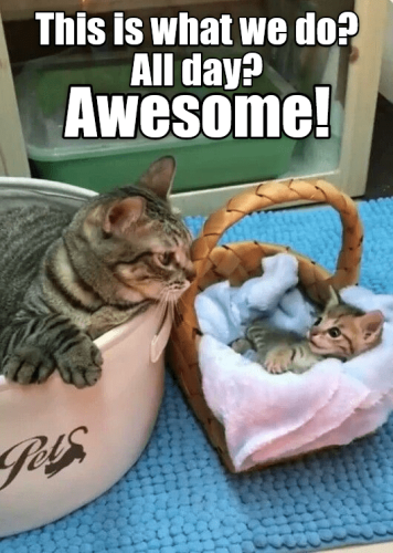 cat-this-is-what-we-do-all-day-awesome