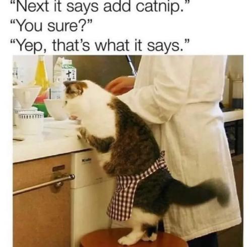 add-catnip