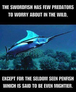 swordfish