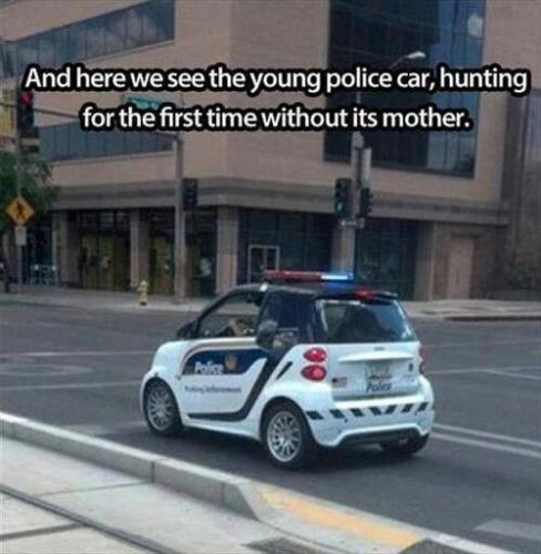 young police car