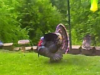 cf502e52-0f9b-43f5-8477-c5646a21fa0c