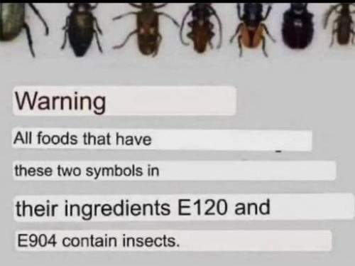 insects