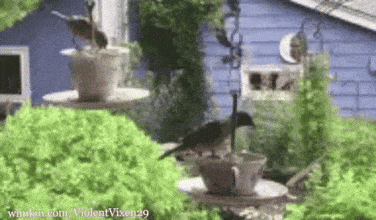 giphy-downsized-medium