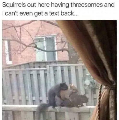 squirrels having threesomes