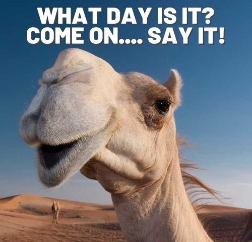 1-Hump Day