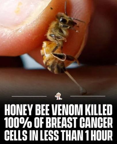 Honey Bee venom kills breast cancer cells.768px