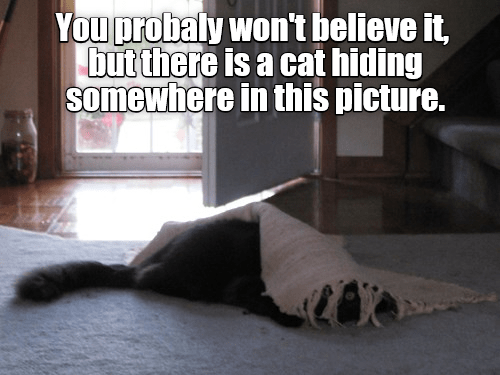 photo-caption-you-probaly-wont-believe-it-but-there-is-a-cat-hiding-somewhere-in-this-picture