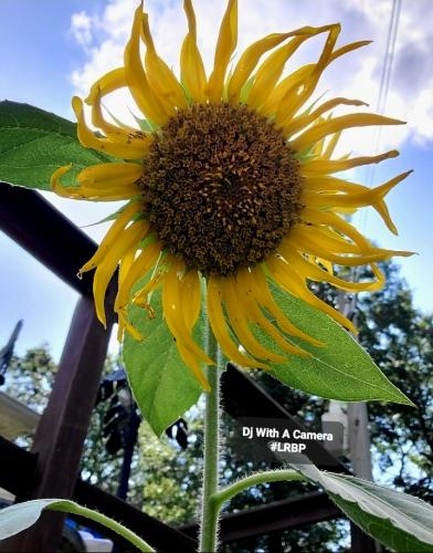 Screenshot_20250713_175732_Gallery