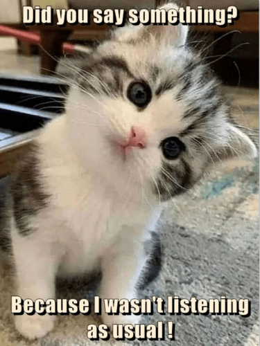 did-say-something-because-wasnt-listening-as-usual