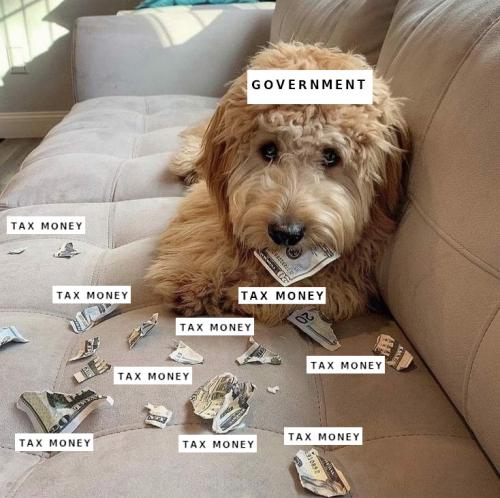 dog-money