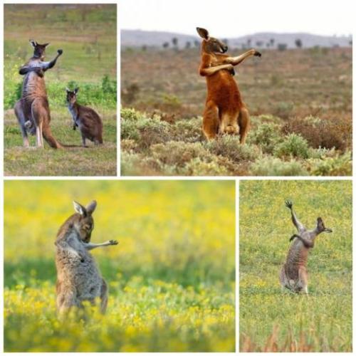 kangaroo-air-guitar
