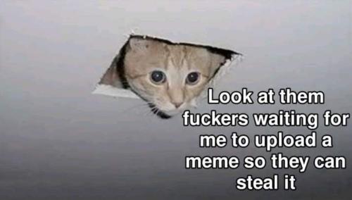 look at them fuckers