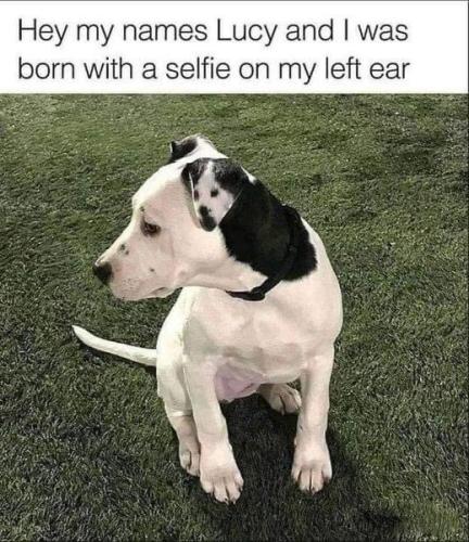 dog-selfie