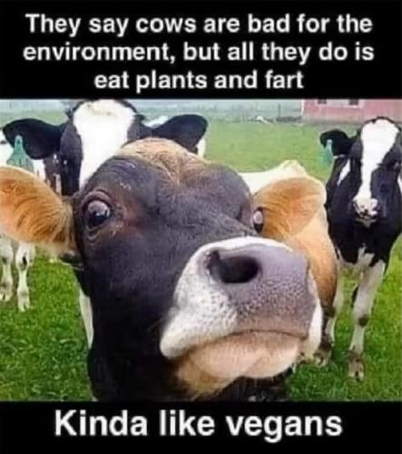 cows