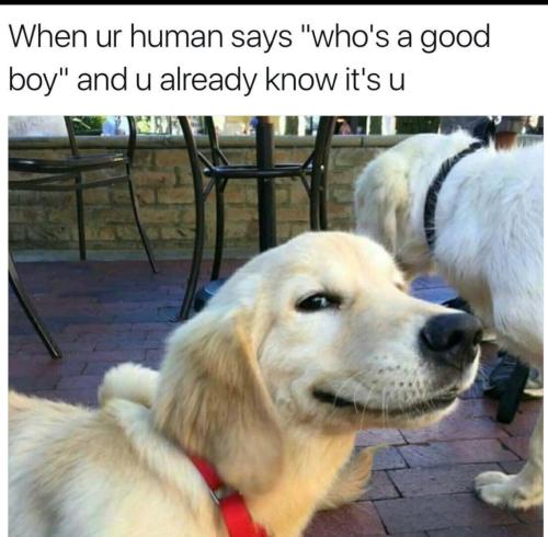 who's a good boy