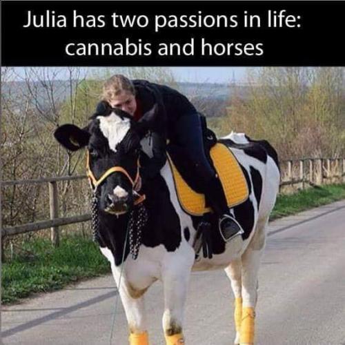 julia loves horses