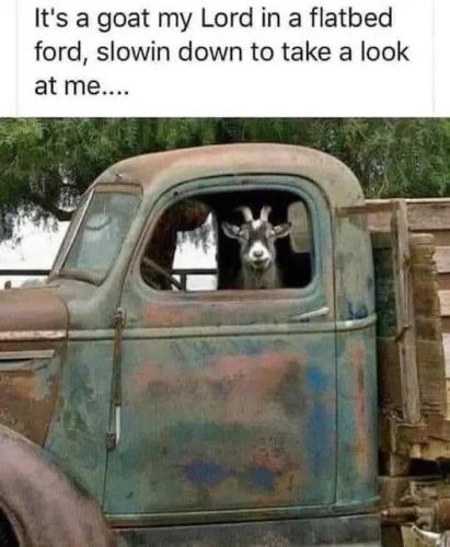 it's-a-goat