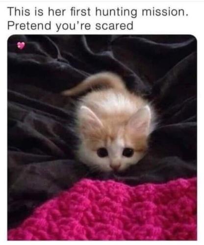 funny-animal-memes-22-20250430-600x721