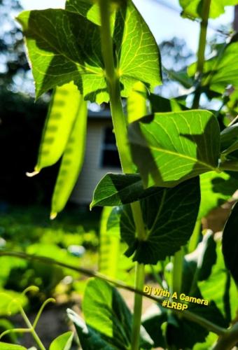 Screenshot_20250725_183526_Gallery