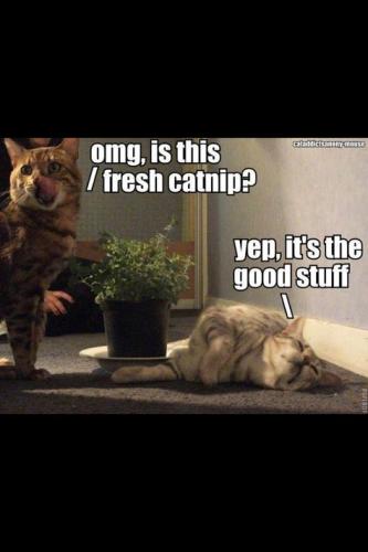 650b4e764d1beb2602694af0018374af