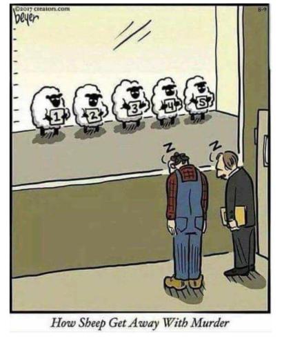sheep get away with murder