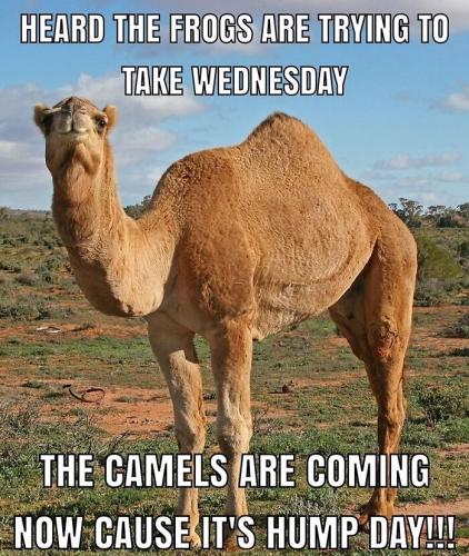 1-Hump Day