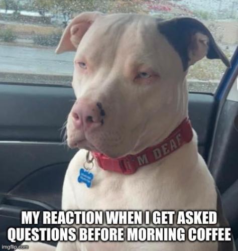 poppys-nose-becoming-more-bespeckled-over-time-v0-es5ynwnw9c5e1