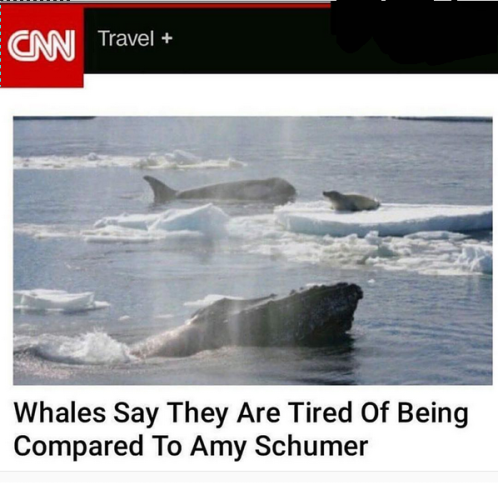whales tired of being compared to any schumer