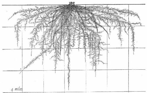 ,      ,     423131509_31904032113