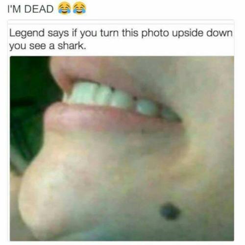shark