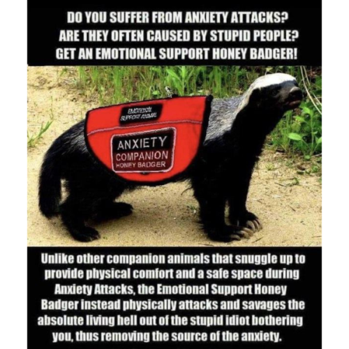 emotional-support-honey-badger-22942