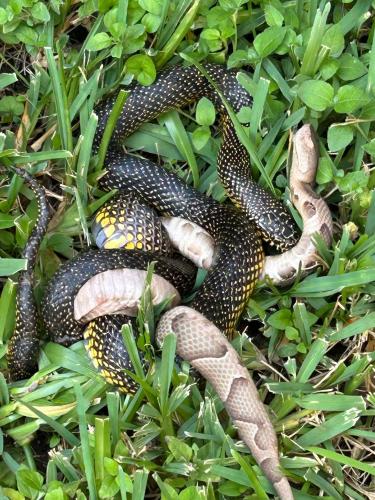 Yep king snake is the king