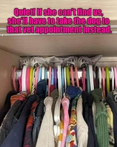 quiet-if-she-cant-find-us-shell-have-take-dog-vet-appointment-instead