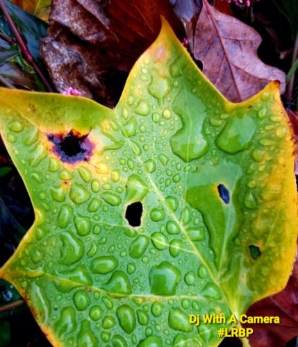 Screenshot_20250727_071131_Gallery