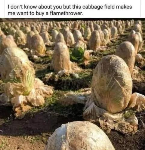 cabbage