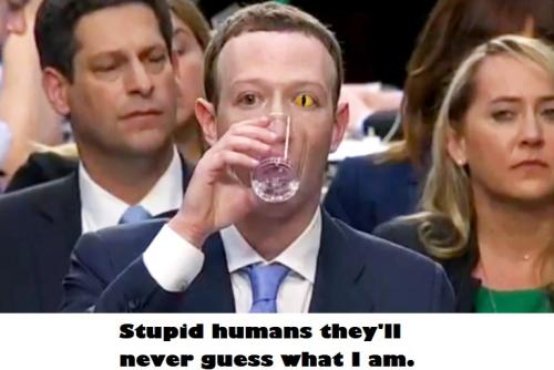 stupid humans