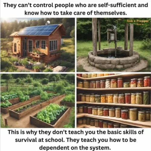 image_2025-08-26_064909488