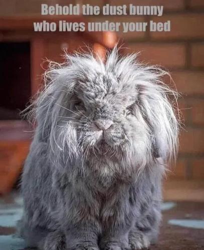 dust-bunny