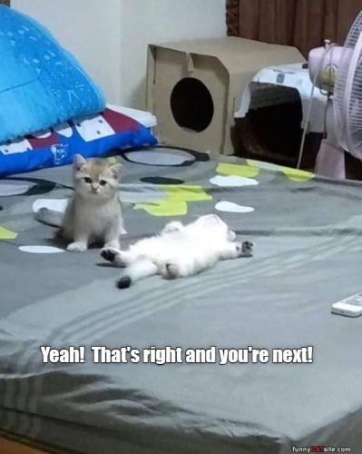 cat-yeah-s-right-and-next-funnycatsitecom
