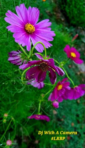 Screenshot_20250806_072733_Gallery