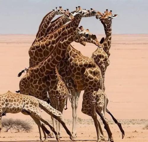 jesus-giraffes