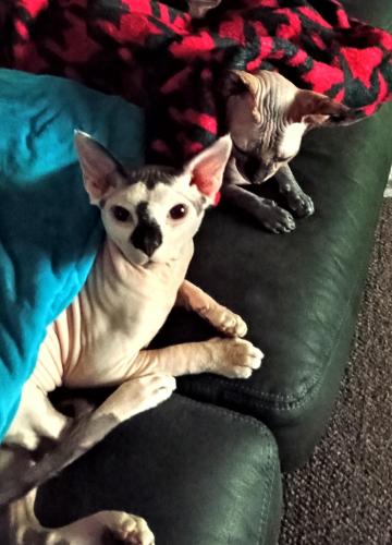 IMG_20250402_031439457