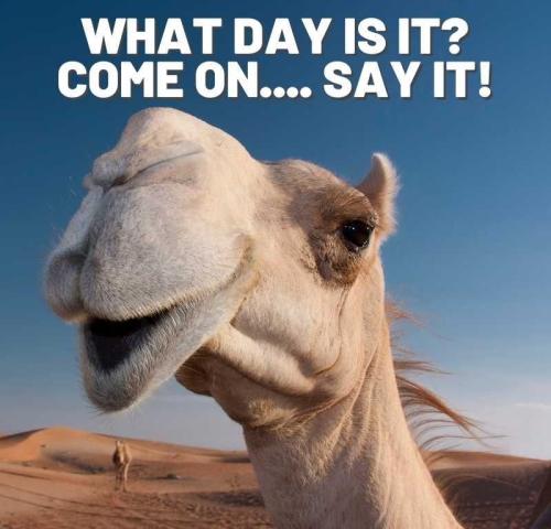 1-Hump Day