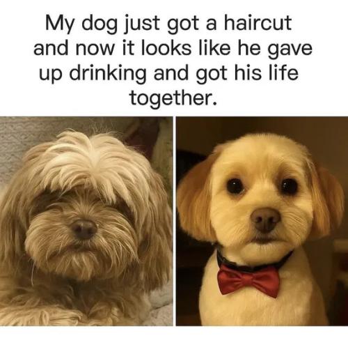dog-got-haircut