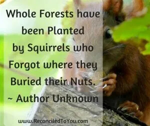 forests-planted-by-squirrels