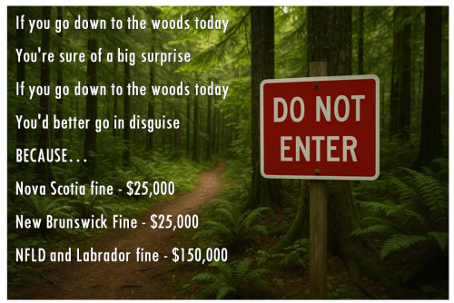 if you go down to the woods today