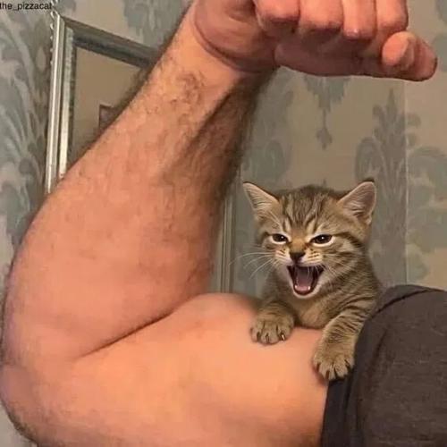 muscle cat